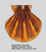 Notochlamys hexactes